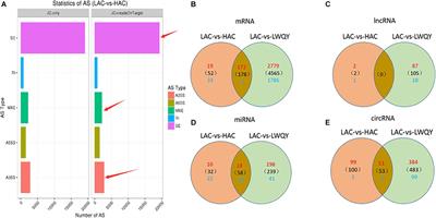 Whole-Transcriptome Analysis of Yak and Cattle Heart Tissues Reveals Regulatory Pathways Associated With High-Altitude Adaptation